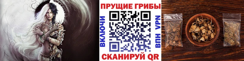 дарнет шоп  Динская  Галлюциногенные грибы Psilocybine cubensis 